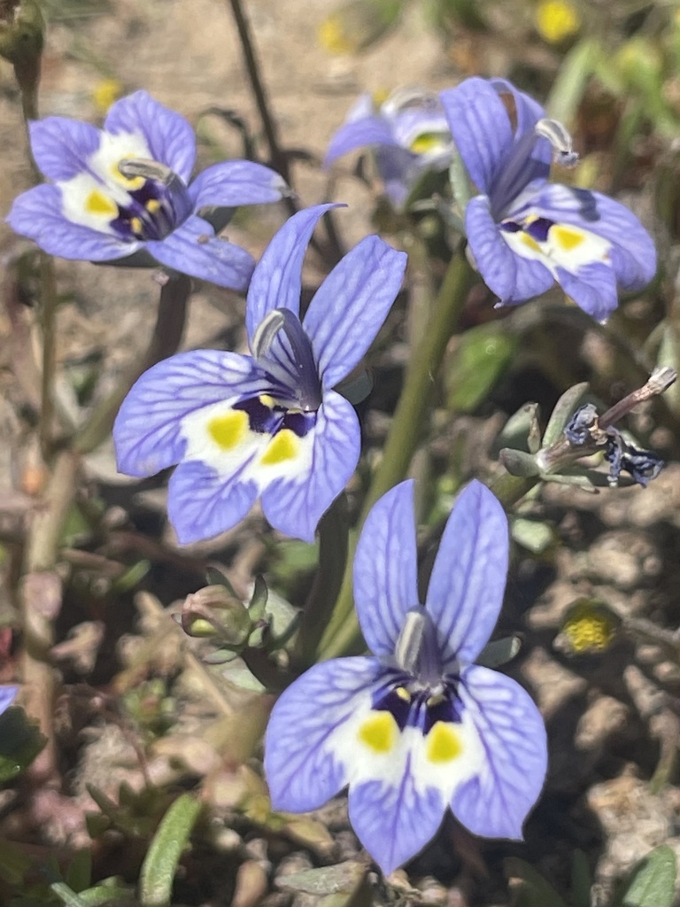 Harlequin calicoflower (Downingia insignis)