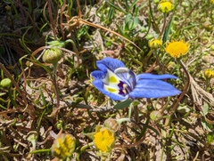 Harlequin calicoflower (Downingia insignis)