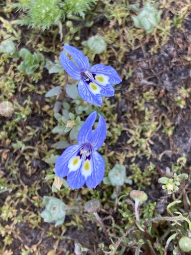 Harlequin calicoflower (Downingia insignis)
