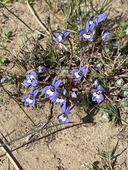 Harlequin calicoflower (Downingia insignis)