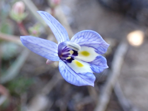 Harlequin calicoflower (Downingia insignis)