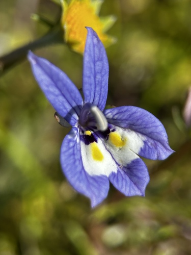 Harlequin calicoflower (Downingia insignis)