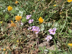 Harlequin calicoflower (Downingia insignis)