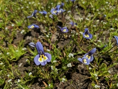 Harlequin calicoflower (Downingia insignis)