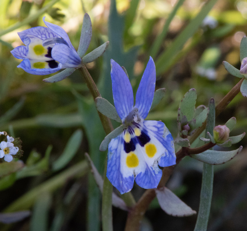 Harlequin calicoflower (Downingia insignis)
