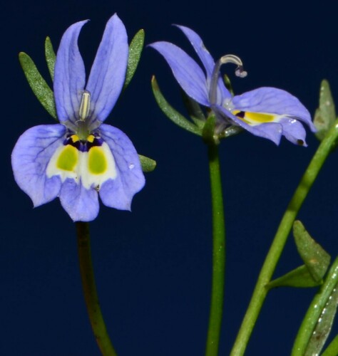 Harlequin calicoflower (Downingia insignis)