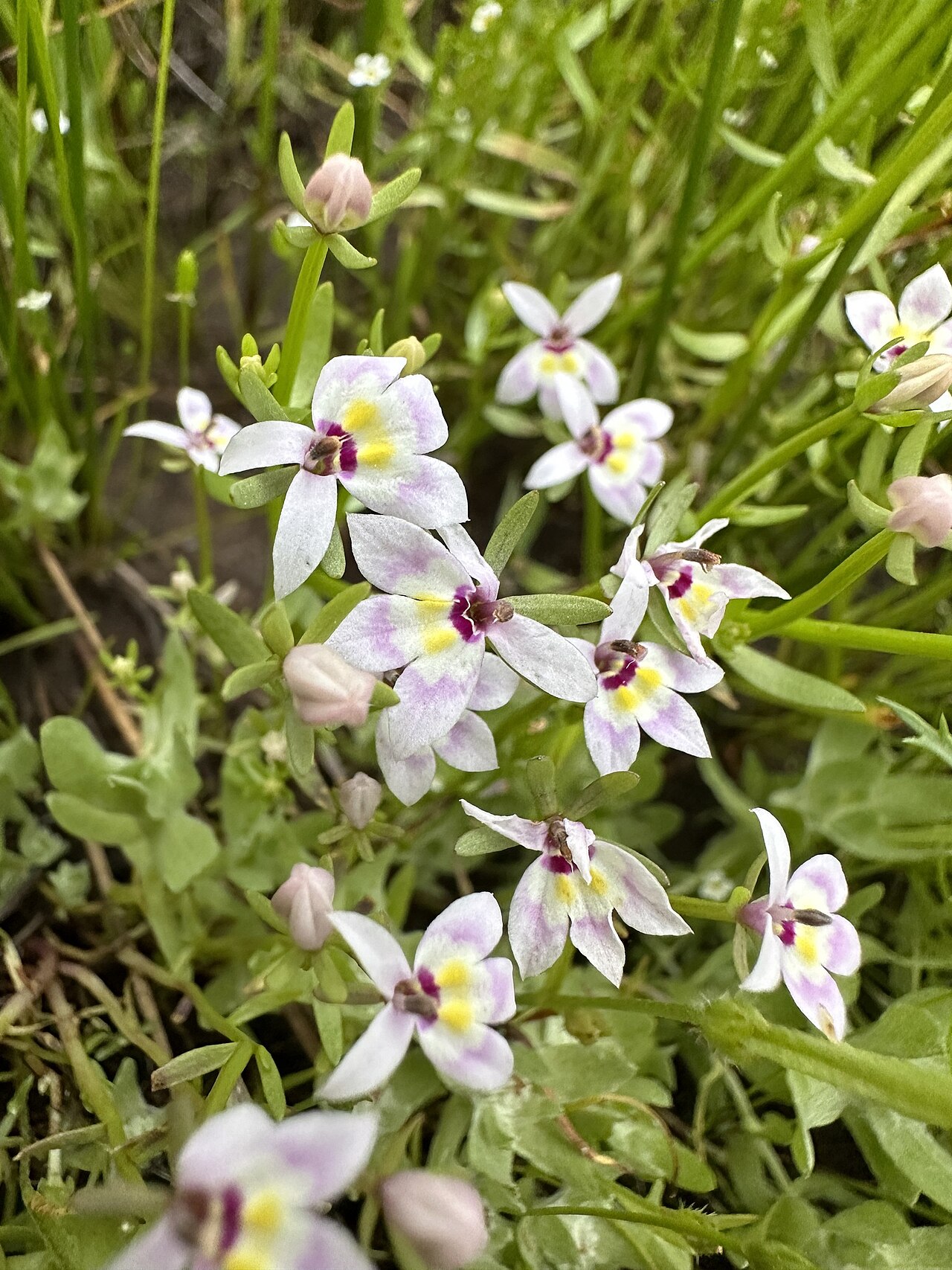 Great Basin calicoflower: Downingia laeta flowering in Lake County, Oregon, US