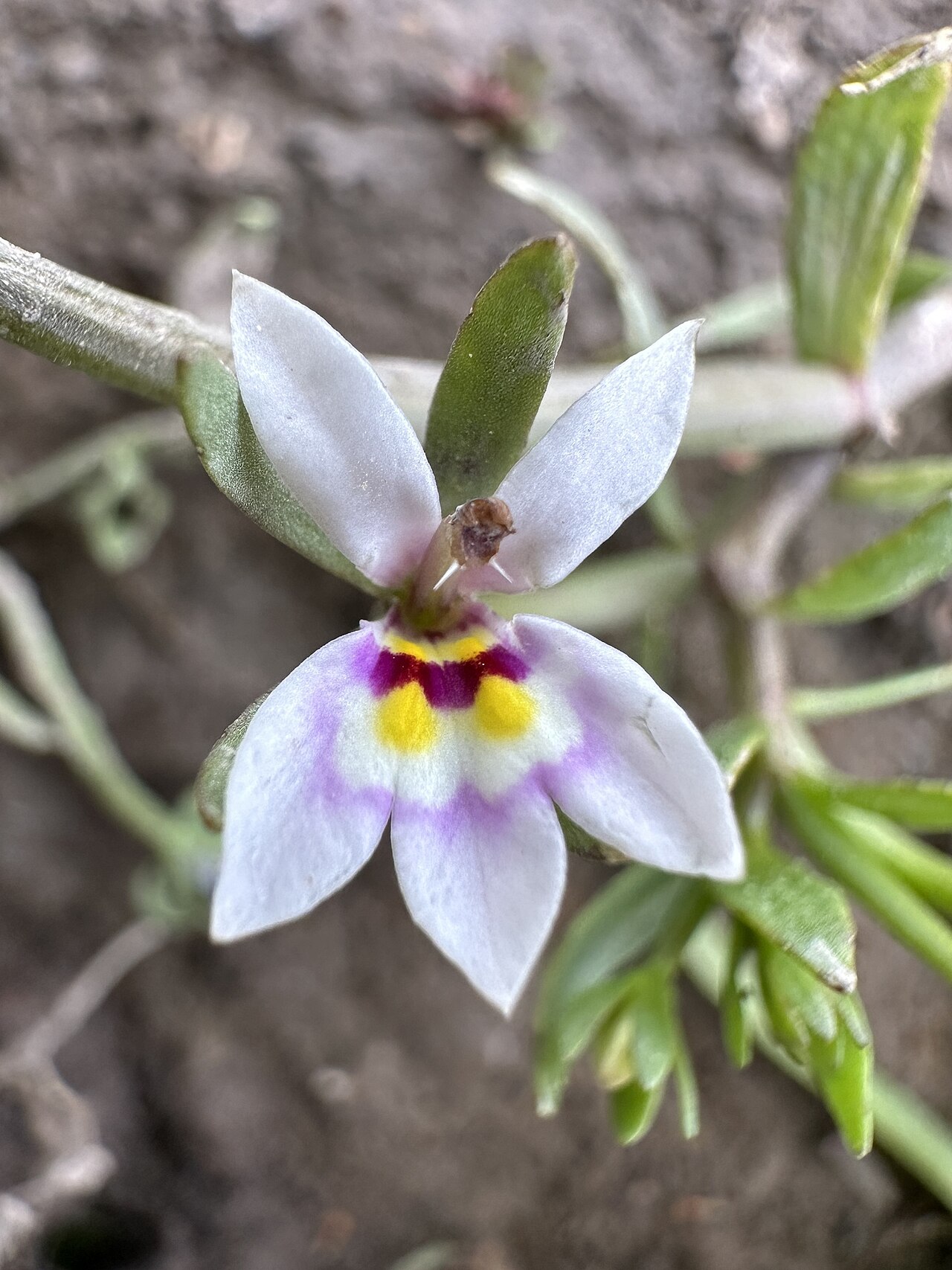 Great Basin calicoflower: Downingia laeta flower Lake County, Oregon, US