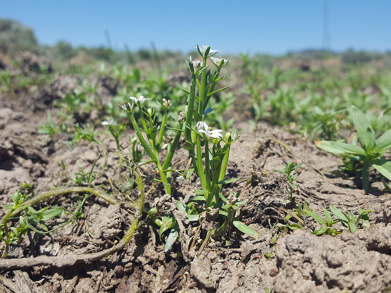 Great Basin calicoflower: Great Basin downingia ( Downingia laeta ) in the United States