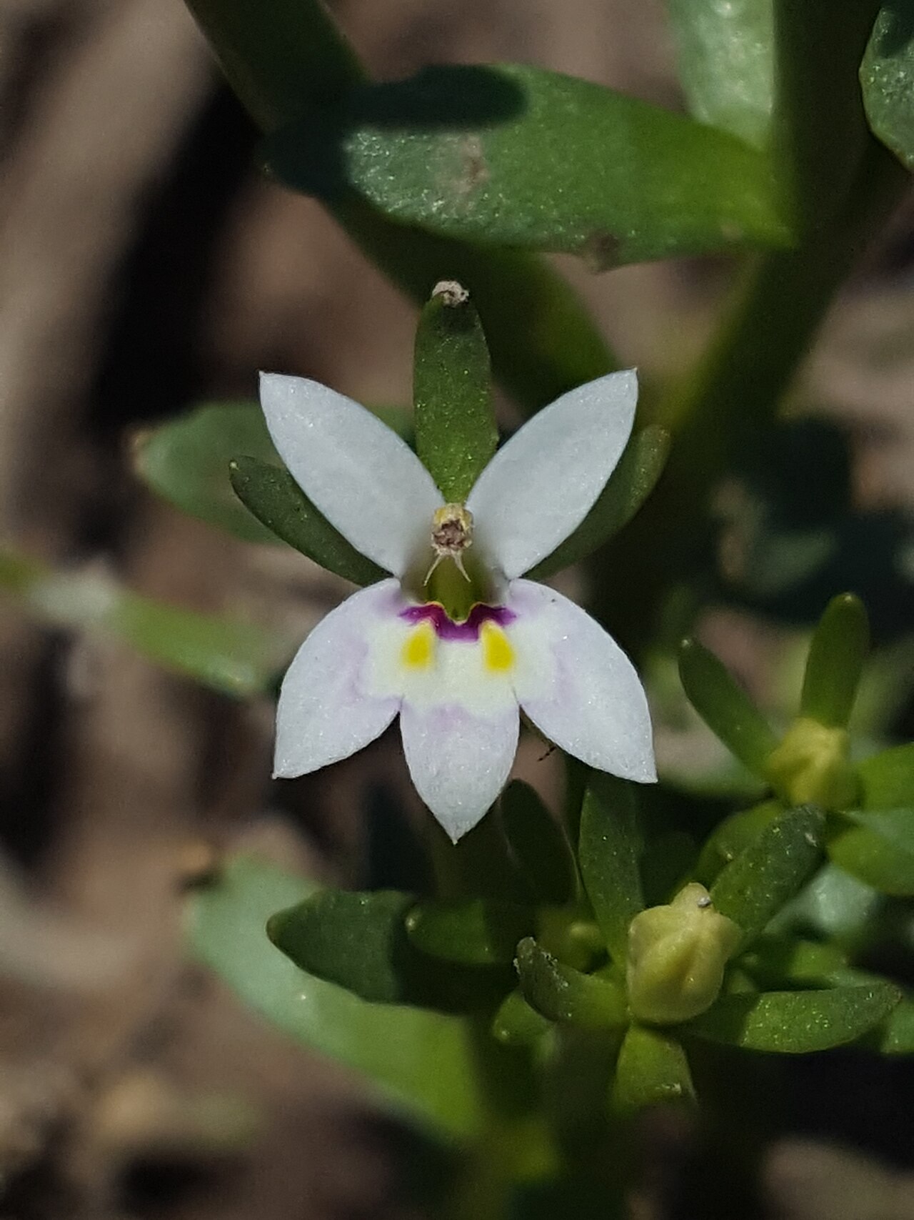 Great Basin calicoflower: Great Basin downingia ( Downingia laeta ) in the United States