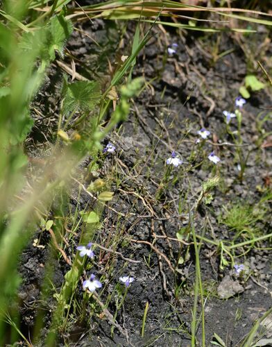 Sierra calicoflower (Downingia montana)