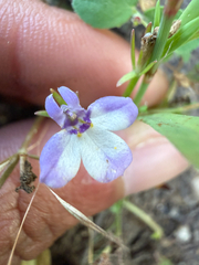Sierra calicoflower (Downingia montana)