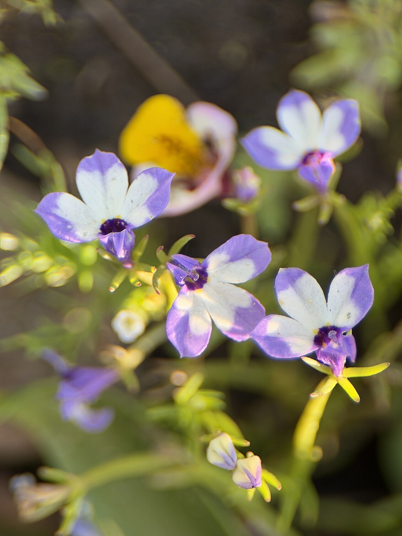 Sierra calicoflower: Downingia montana, Yosemite National Park, Groveland, CA, US, 2026-06-05 (iNaturalist).