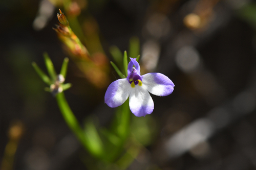 Sierra calicoflower (Downingia montana)