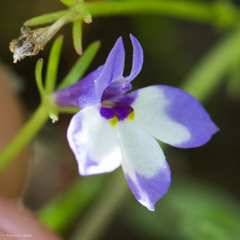 Sierra calicoflower (Downingia montana)
