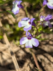 Sierra calicoflower (Downingia montana)