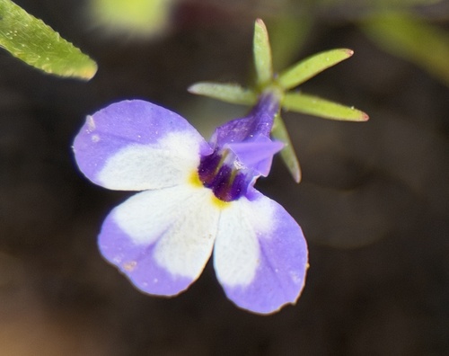 Sierra calicoflower (Downingia montana)