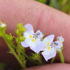 Folded calicoflower (Downingia ornatissima)