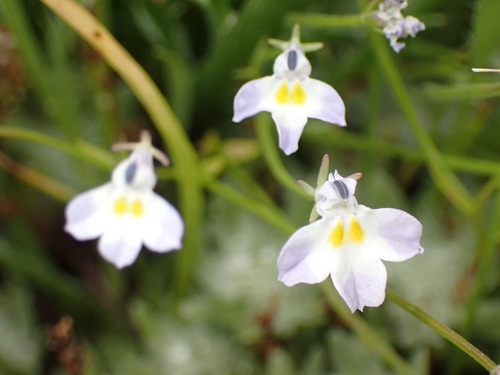 Folded calicoflower (Downingia ornatissima)