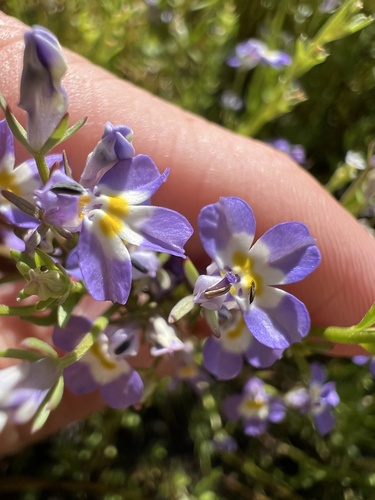 Folded calicoflower (Downingia ornatissima)