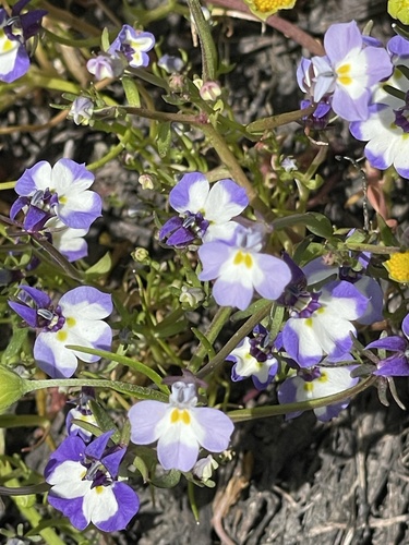 Folded calicoflower (Downingia ornatissima)
