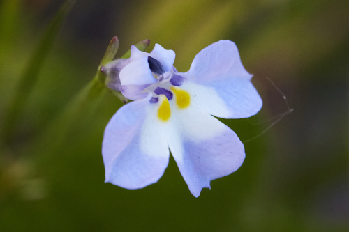 Folded calicoflower (Downingia ornatissima)