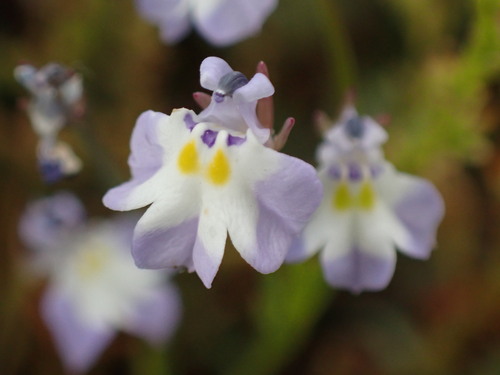 Folded calicoflower (Downingia ornatissima)