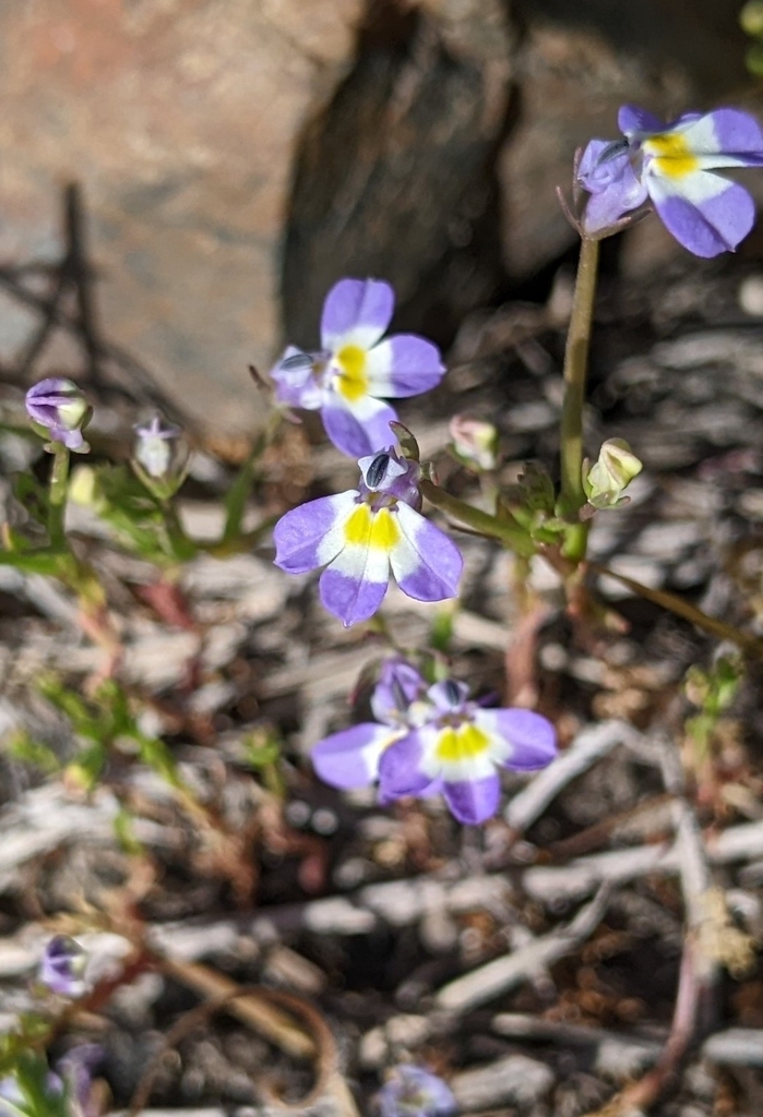 Folded calicoflower (Downingia ornatissima)