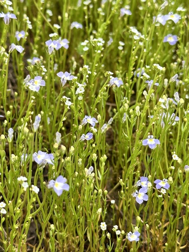 Folded calicoflower (Downingia ornatissima)