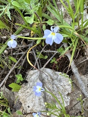 Folded calicoflower (Downingia ornatissima)