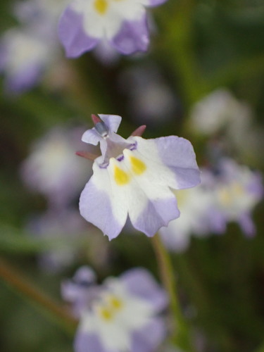 Folded calicoflower (Downingia ornatissima)
