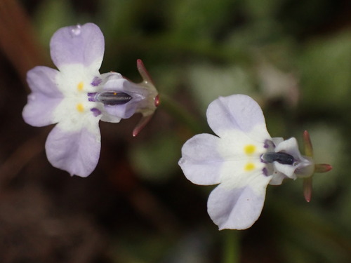 Folded calicoflower (Downingia ornatissima)