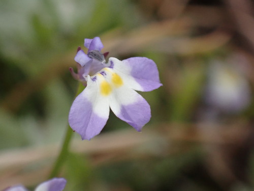 Folded calicoflower (Downingia ornatissima)