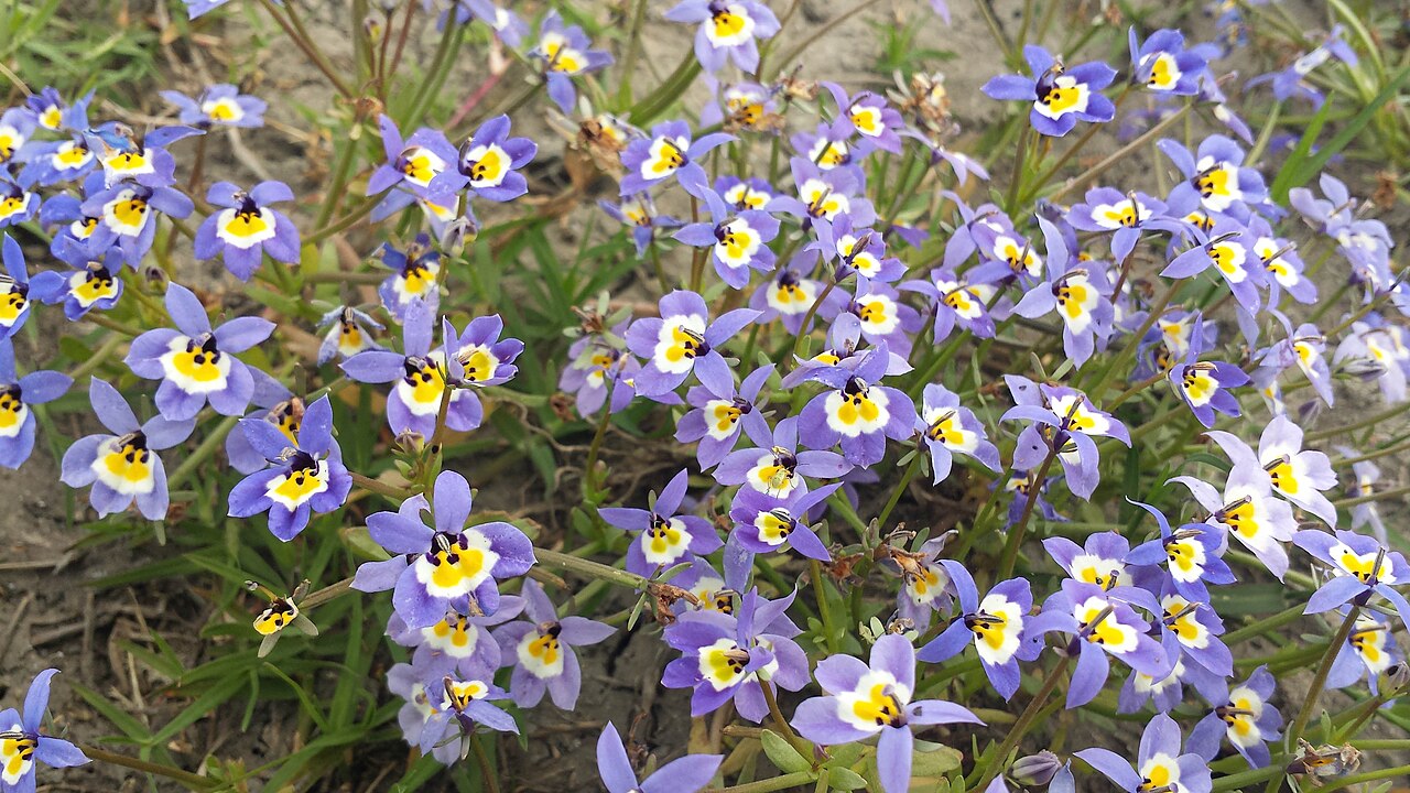 Flatface calicoflower: Downingia pulchella
