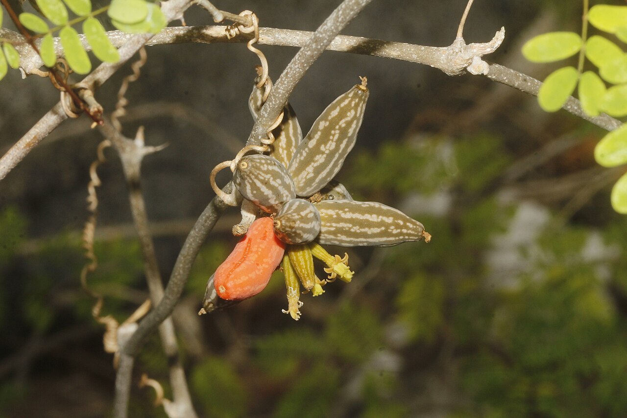 Coralfruit: Picture of Doyerea emetocathartica from iNaturalist.
