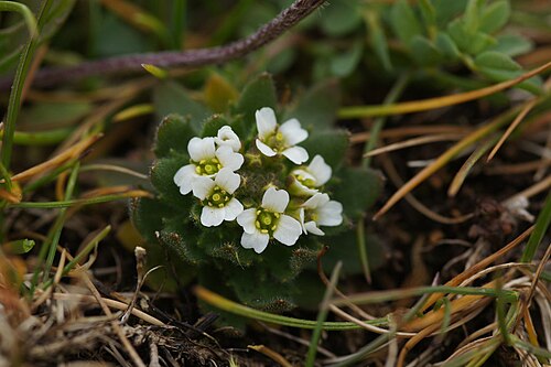 Twisted draba: Hoary Whitlow-grass (Draba incana), Keen of Hamar