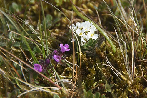 Twisted draba: Hoary Whitlow-grass (Draba incana), Keen of Hamar