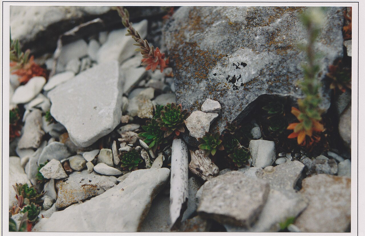 Twisted draba: 49° 54' 00" N - 064° 30' 00" W, MRC Minganie, Draba incana Linné, limestone gravels, shore at Baie-Sainte-Claire, at the western end of Anticosti Island, 06:41