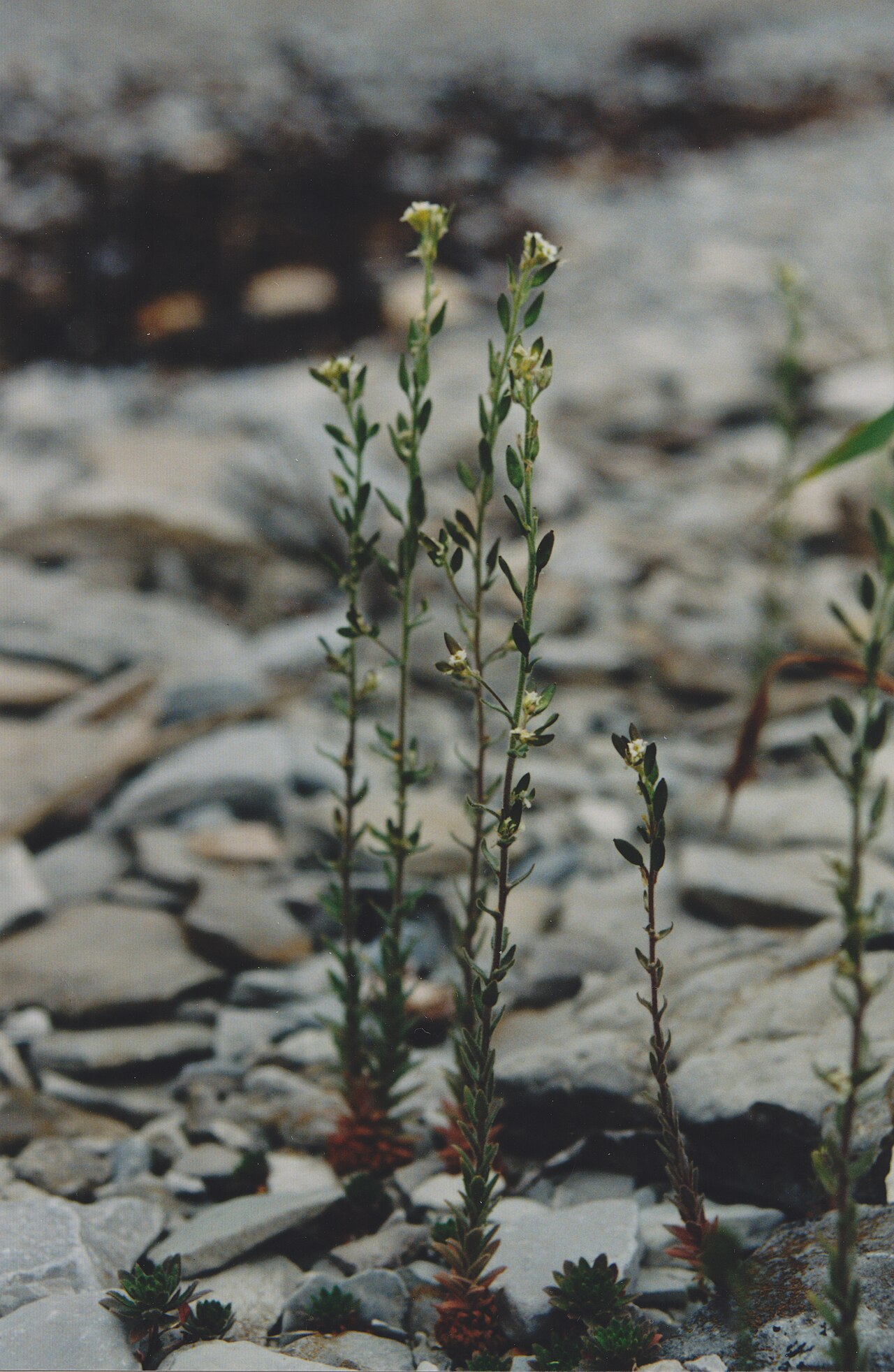 Twisted draba: 49° 54' 00" N - 064° 30' 00" W, MRC Minganie, Draba incana Linné, limestone gravels, shore at Baie-Sainte-Claire, at the western end of Anticosti Island, 06:41