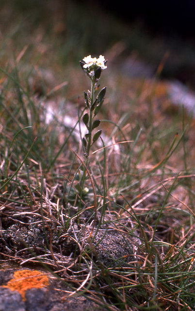Twisted draba: Hoary Whitlow-grass (Draba incana) Not the rarest, nor the most spectacular, of the specialities of the Keen of Hamar NNR, but one of the hardest to find. It on