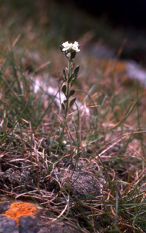 Twisted draba: Hoary Whitlow-grass (Draba incana) Not the rarest, nor the most spectacular, of the specialities of the Keen of Hamar NNR, but one of the hardest to find. It on