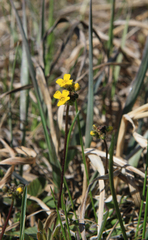Siberian whitlowgrass (Draba sibirica)