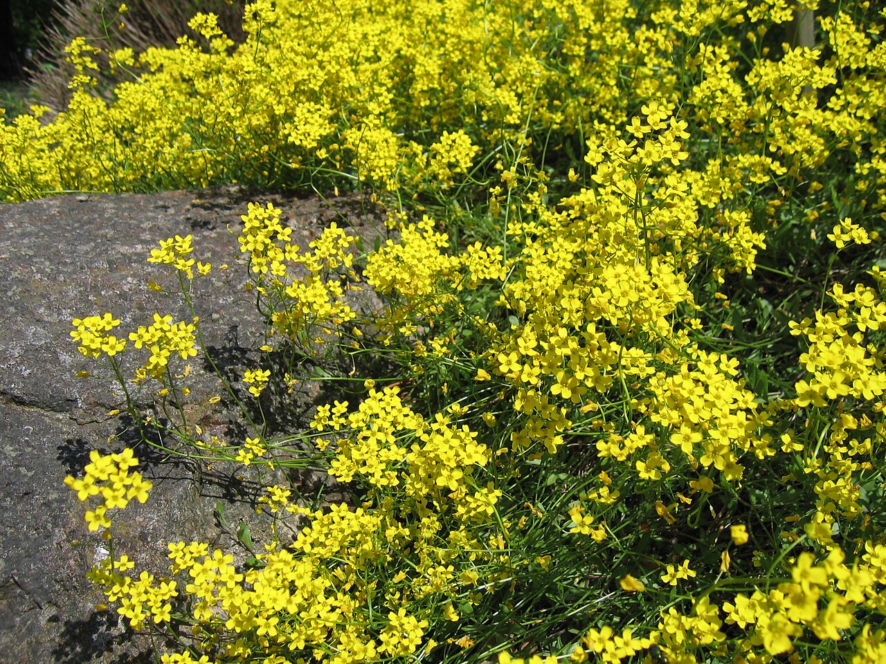 Siberian whitlowgrass: Draba sibirica , yellow flowers, plant cultivated in Wrocław University Botanical Garden, Wrocław, Poland.