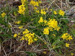 Siberian whitlowgrass (Draba sibirica)