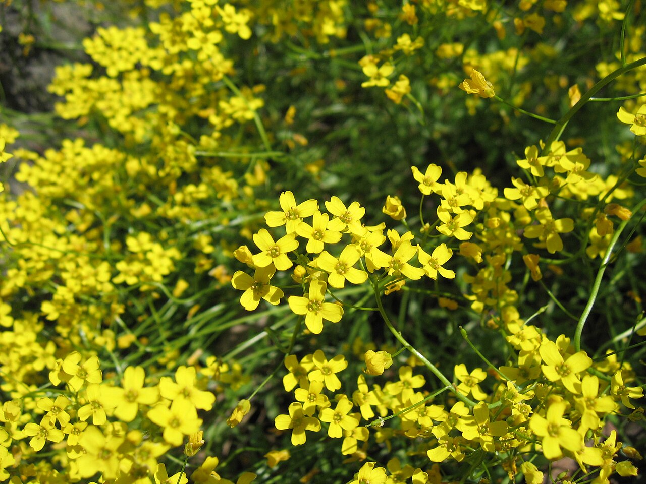Siberian whitlowgrass: Draba sibirica , yellow flowers, plant cultivated in Wrocław University Botanical Garden, Wrocław, Poland.