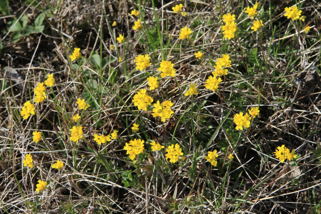 Siberian whitlowgrass (Draba sibirica)