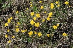 Siberian whitlowgrass (Draba sibirica)