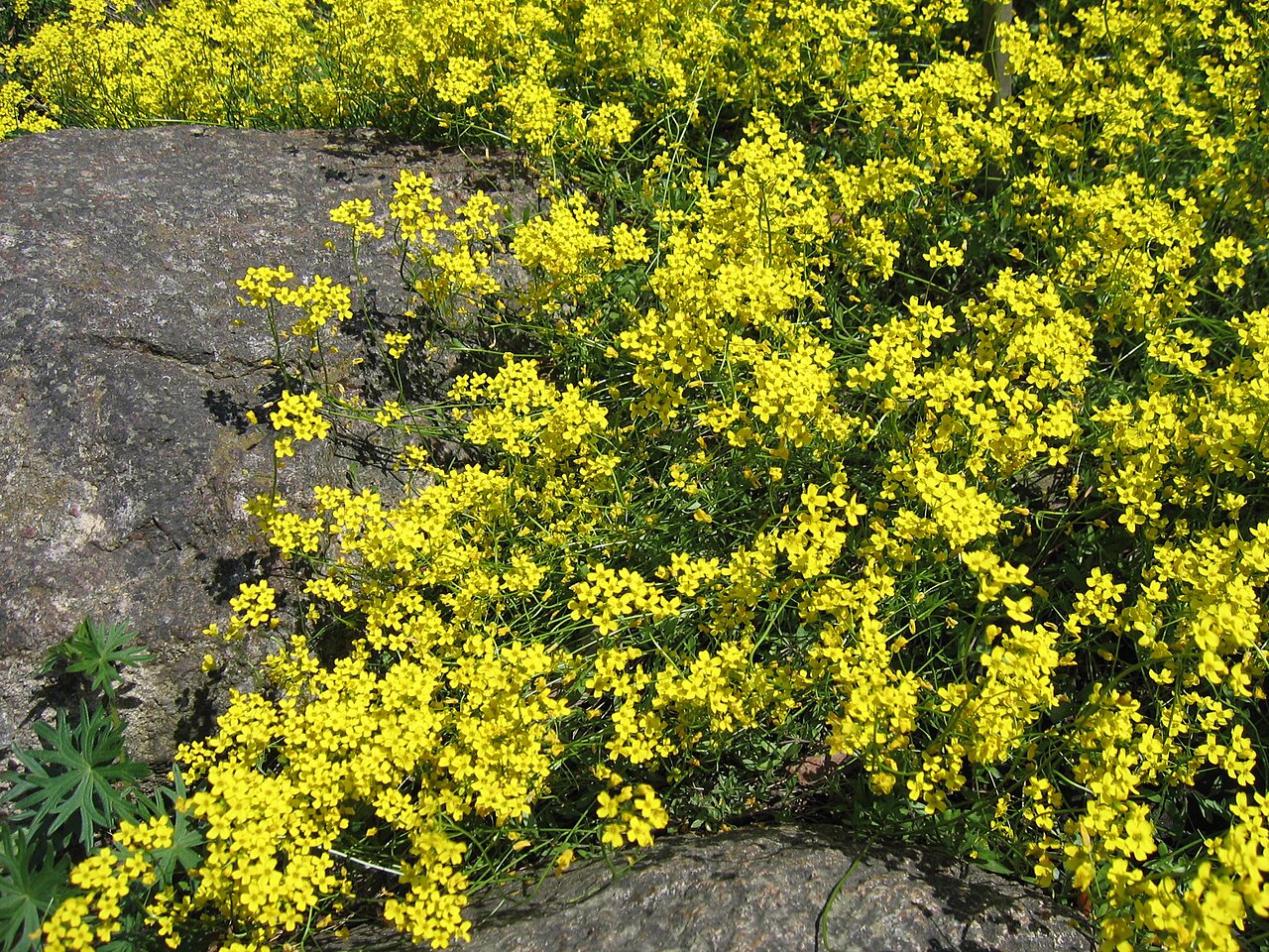 Siberian whitlowgrass: Draba sibirica , yellow flowers, plant cultivated in Wrocław University Botanical Garden, Wrocław, Poland.
