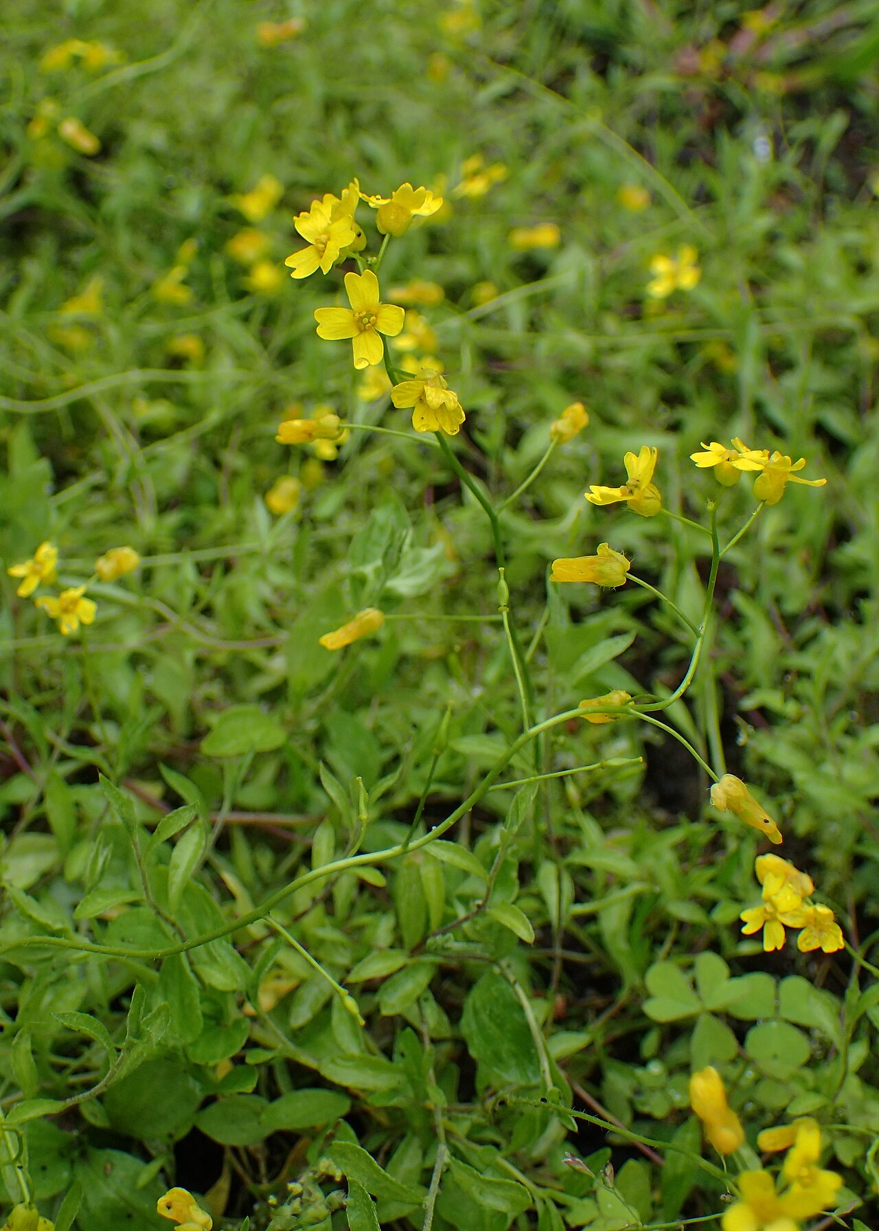 Siberian whitlowgrass: Draba sibirica in Warsaw University Botanical Garden