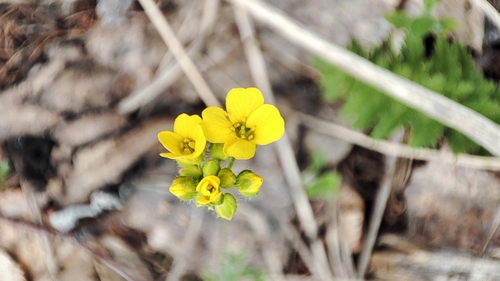 Siberian whitlowgrass (Draba sibirica)